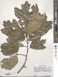 Quercus falcata image