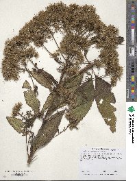 Eupatorium purpureum image