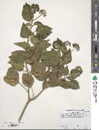 Hedera helix image