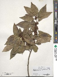 Ilex verticillata image