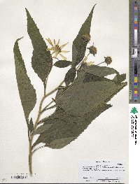 Helianthus tuberosus image