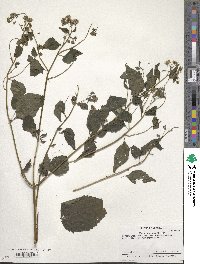 Eupatorium rugosum image