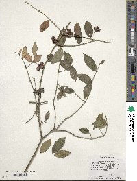 Euonymus americanus image