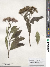 Eupatorium purpureum image