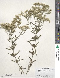 Eupatorium altissimum image