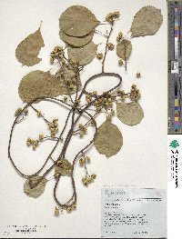 Celastrus scandens image