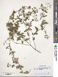 Image of Eupatorium godfreyanum