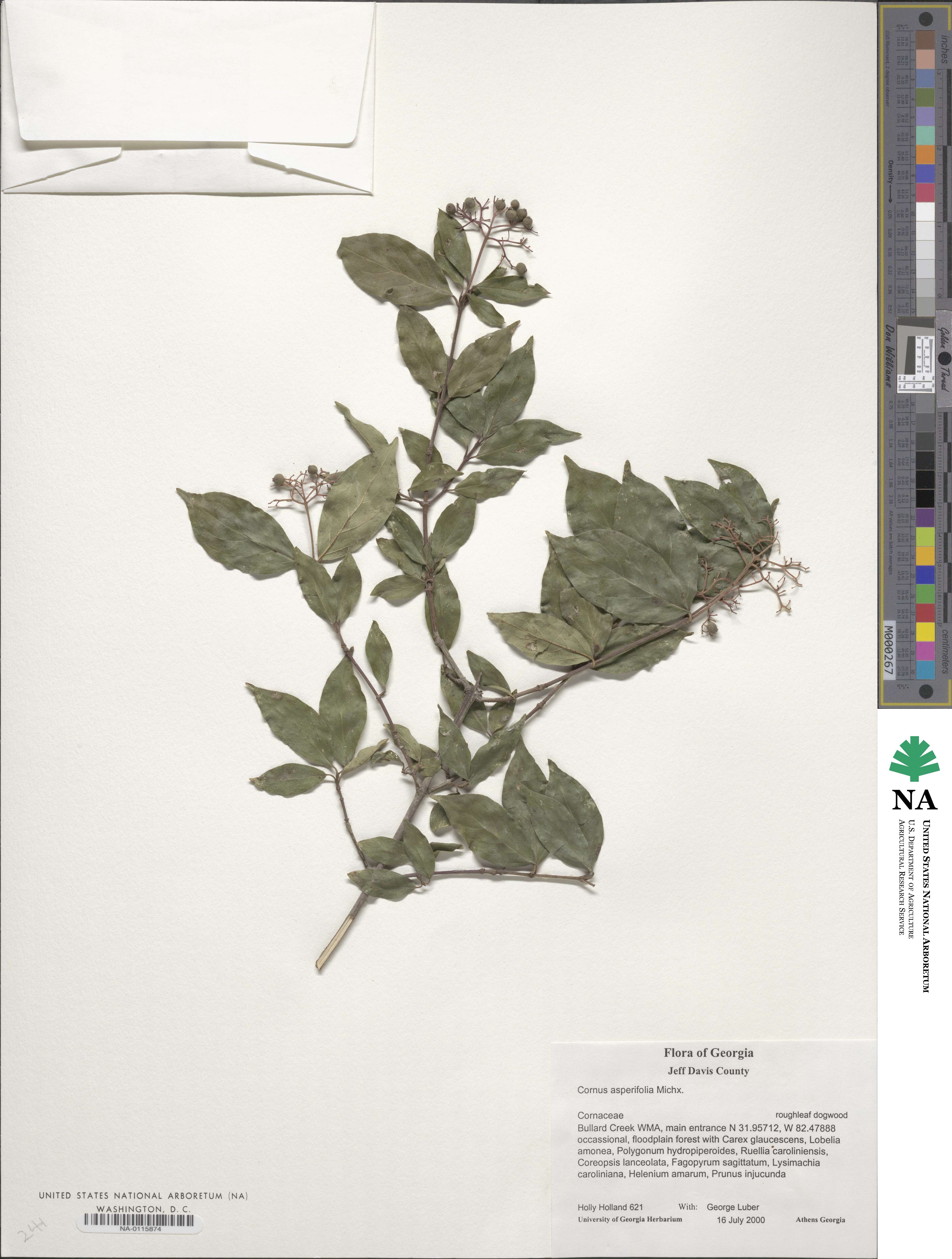 Cornus asperifolia image