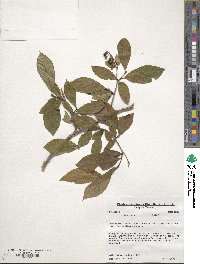 Lyonia ligustrina image