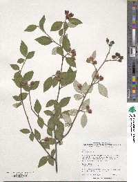 Cotoneaster franchetii image