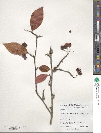 Cotoneaster bullatus image