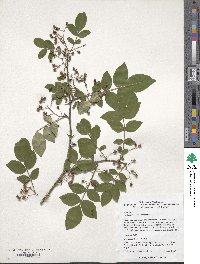 Zanthoxylum simulans image