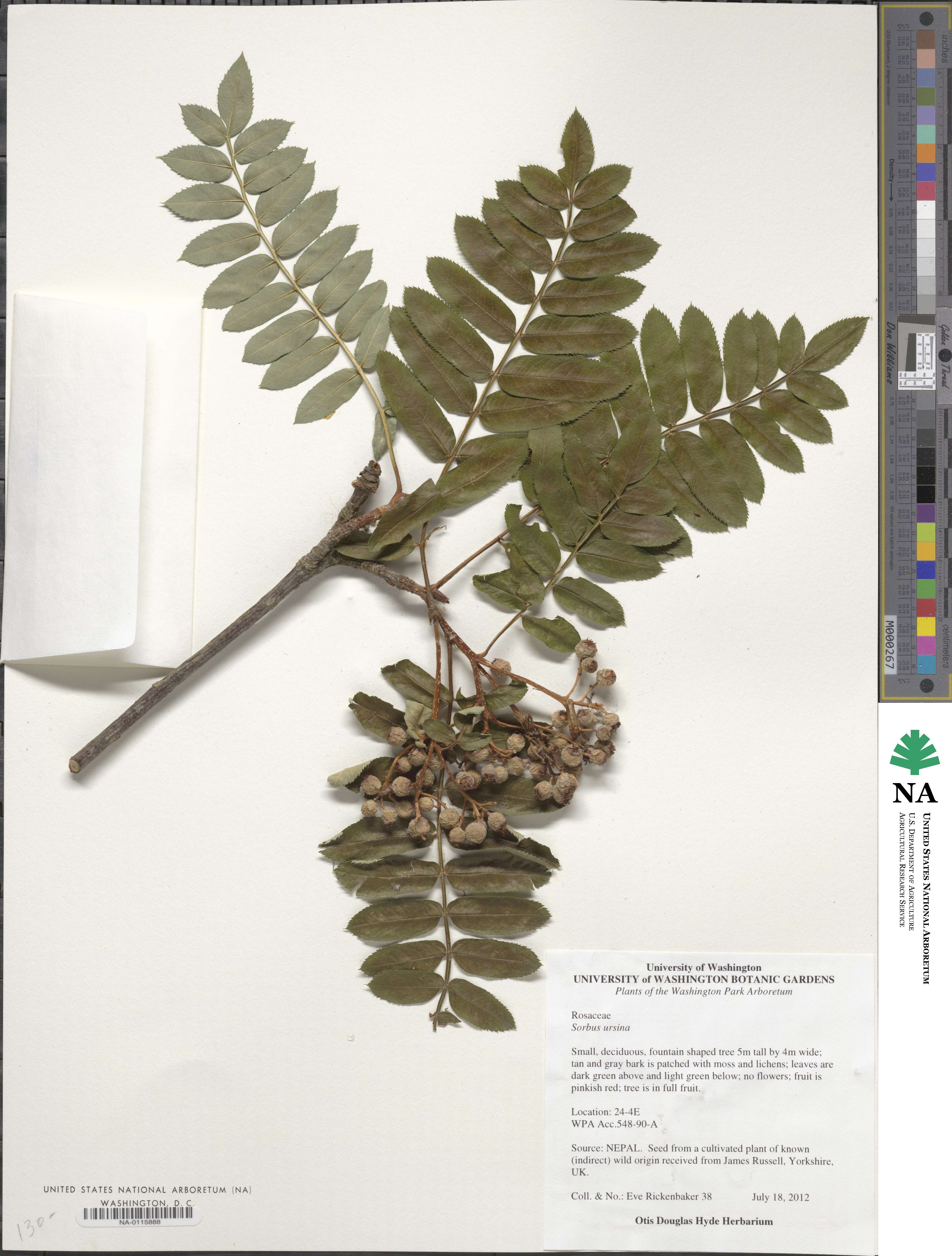 Sorbus ursina image