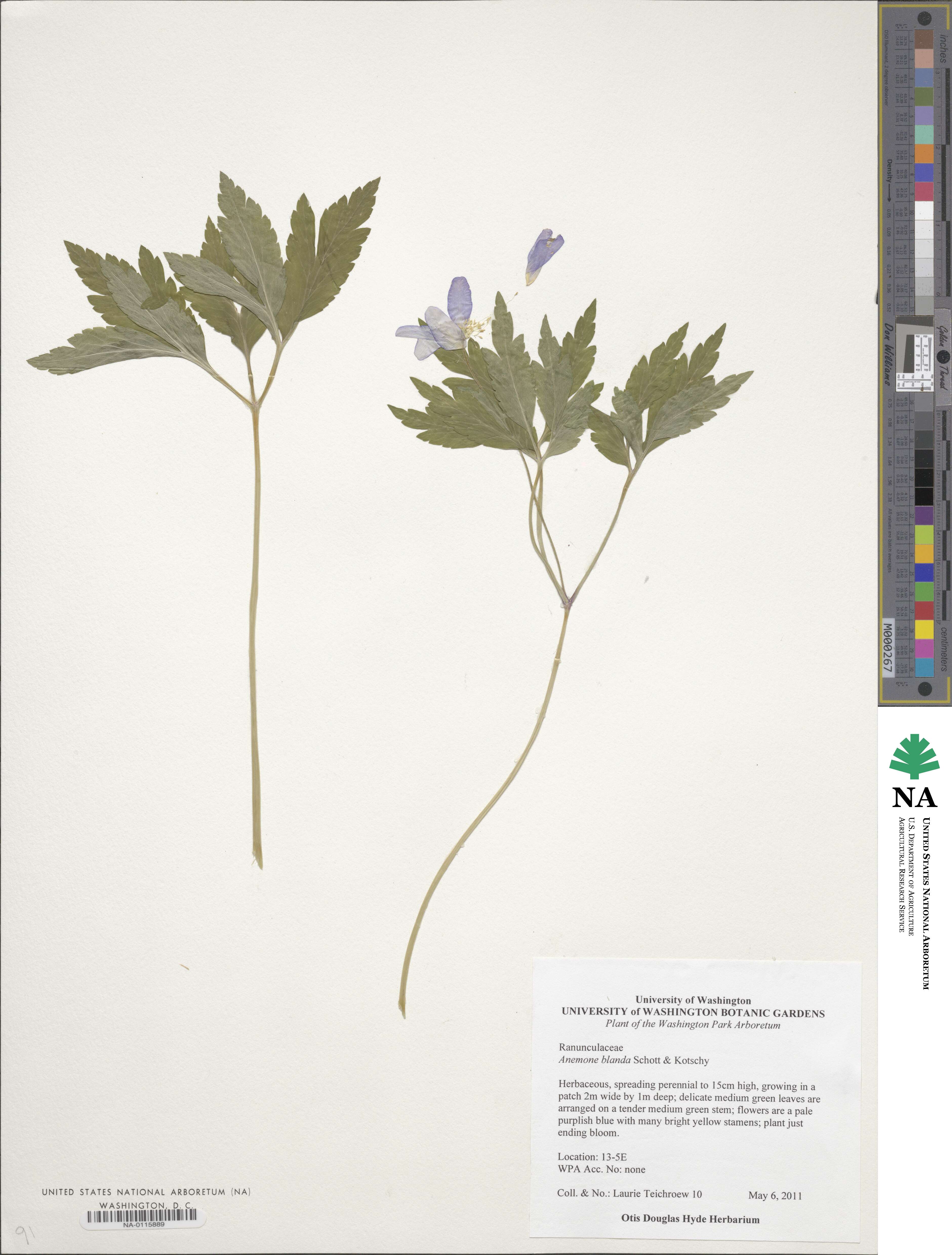 Anemone blanda image