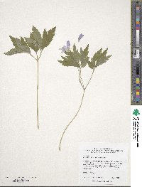 Image of Anemone blanda