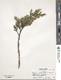 Juniperus occidentalis image