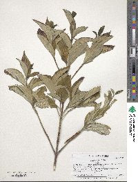 Cornus sessilis image