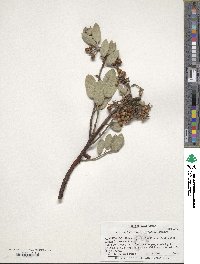 Arctostaphylos otayensis image