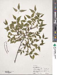 Zelkova serrata image