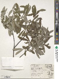 Salix humilis image