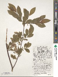 Salix bebbiana image