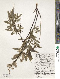 Salix petiolaris image