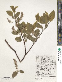 Salix pyrifolia image