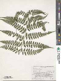 Image of Athyrium clivicola