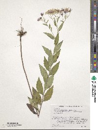 Aster ovatus var. microcephalus image