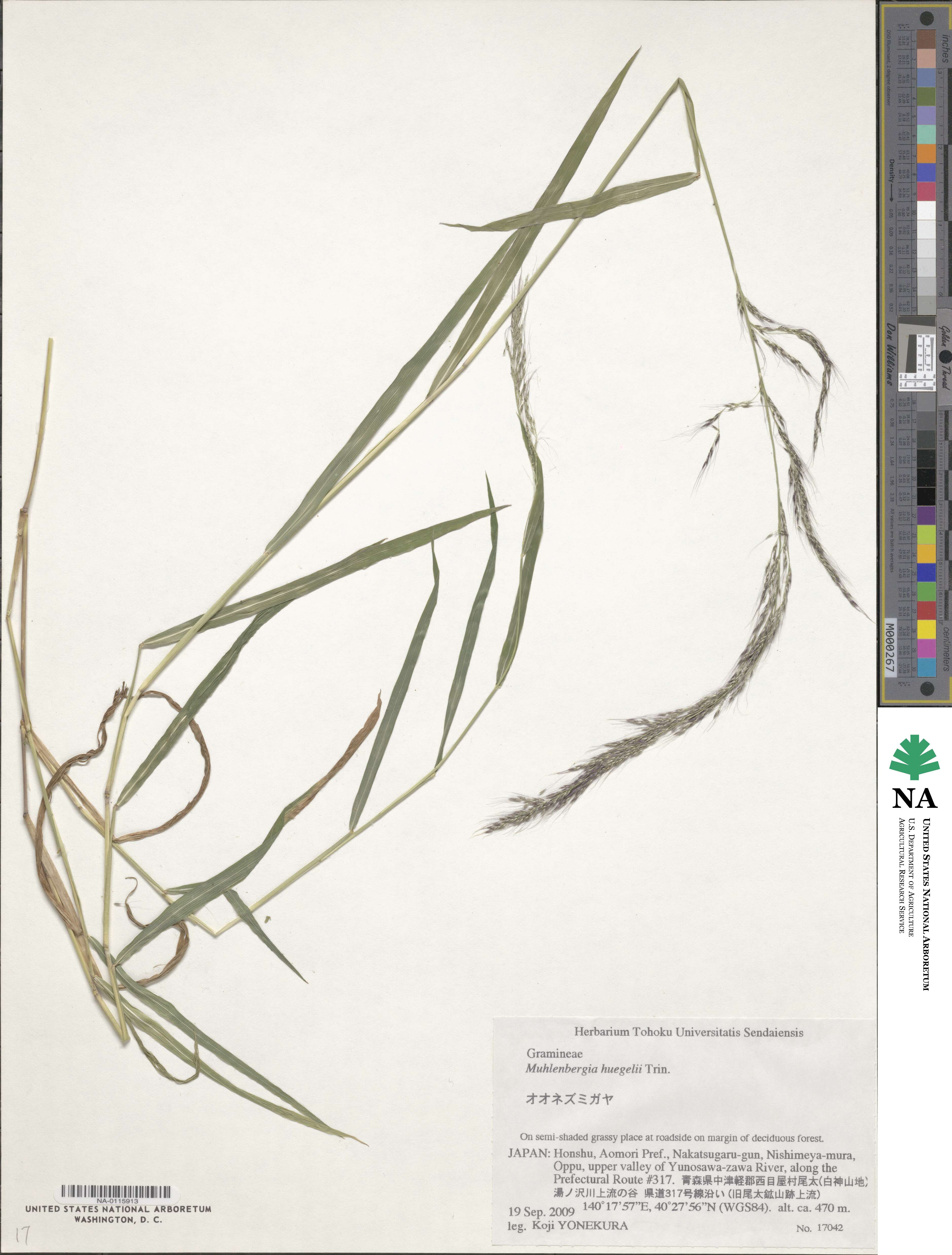 Muhlenbergia huegelii image
