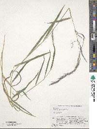 Muhlenbergia huegelii image