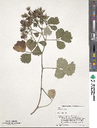 Rubus parvifolius image