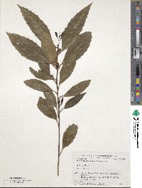 Maesa japonica image