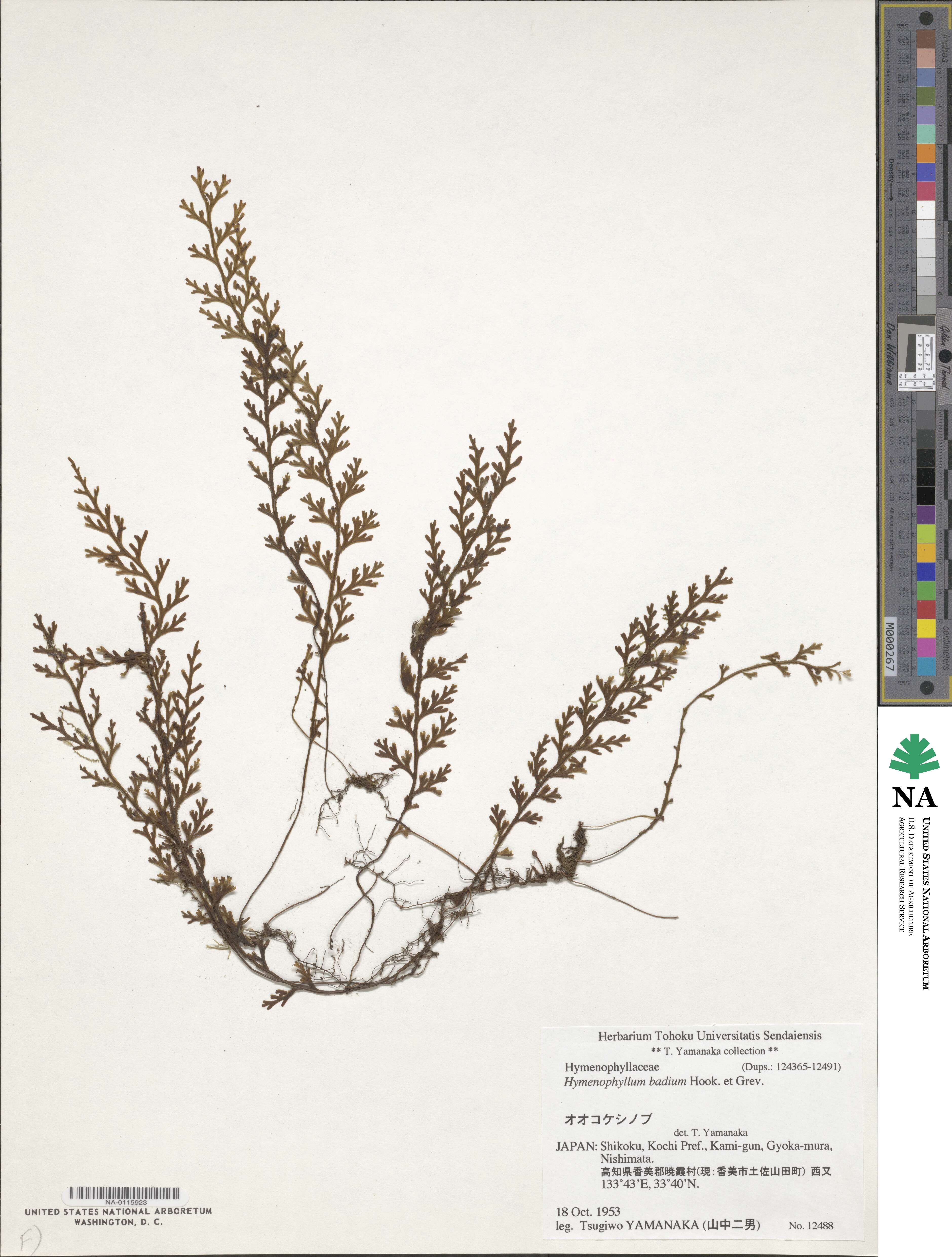 Hymenophyllum badium image