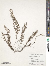 Hymenophyllum badium image