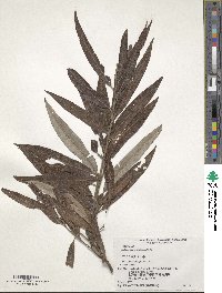 Salix schwerinii image