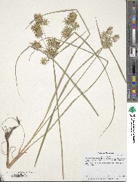 Cyperus strigosus image