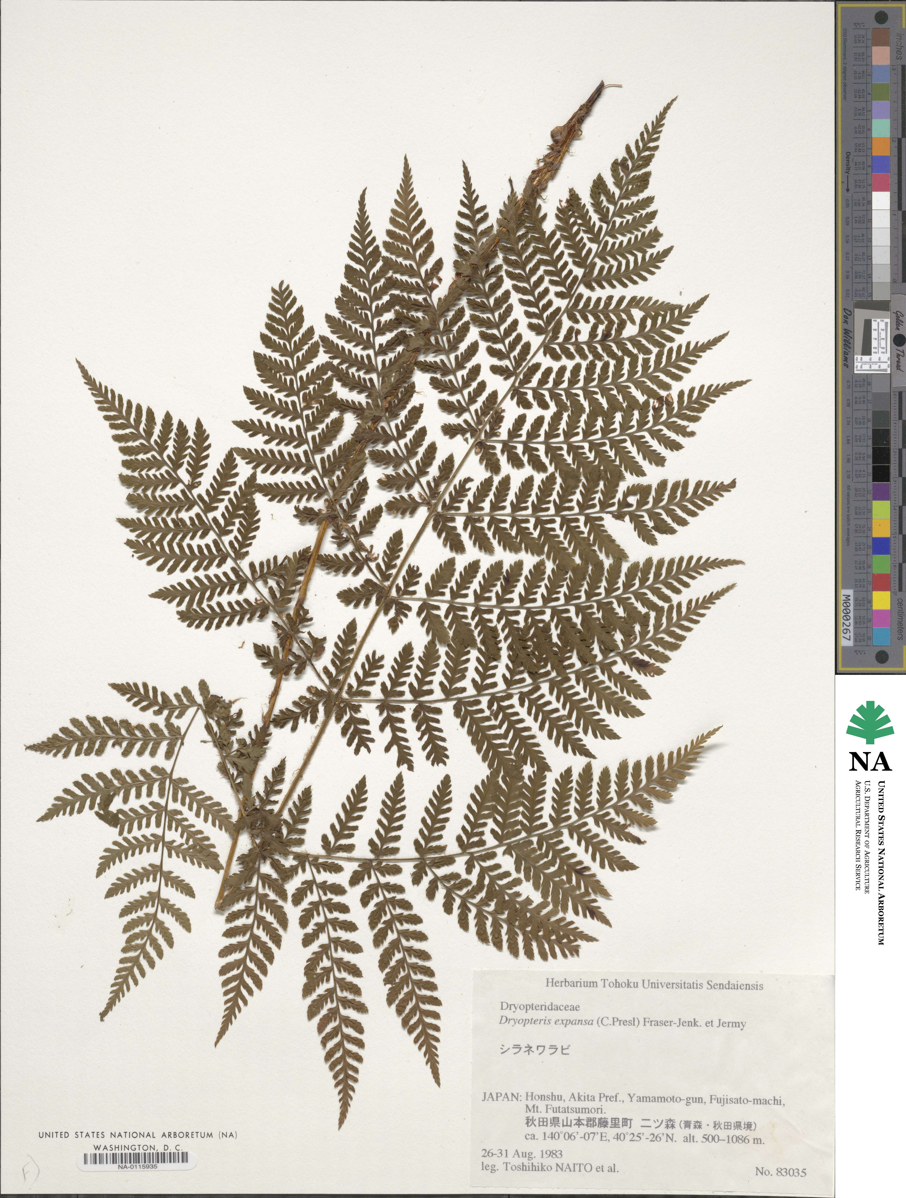 Dryopteris expansa image