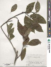 Magnolia salicifolia image