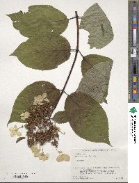 Hydrangea paniculata image