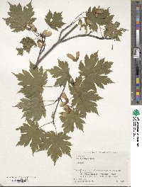 Acer tschonoskii image