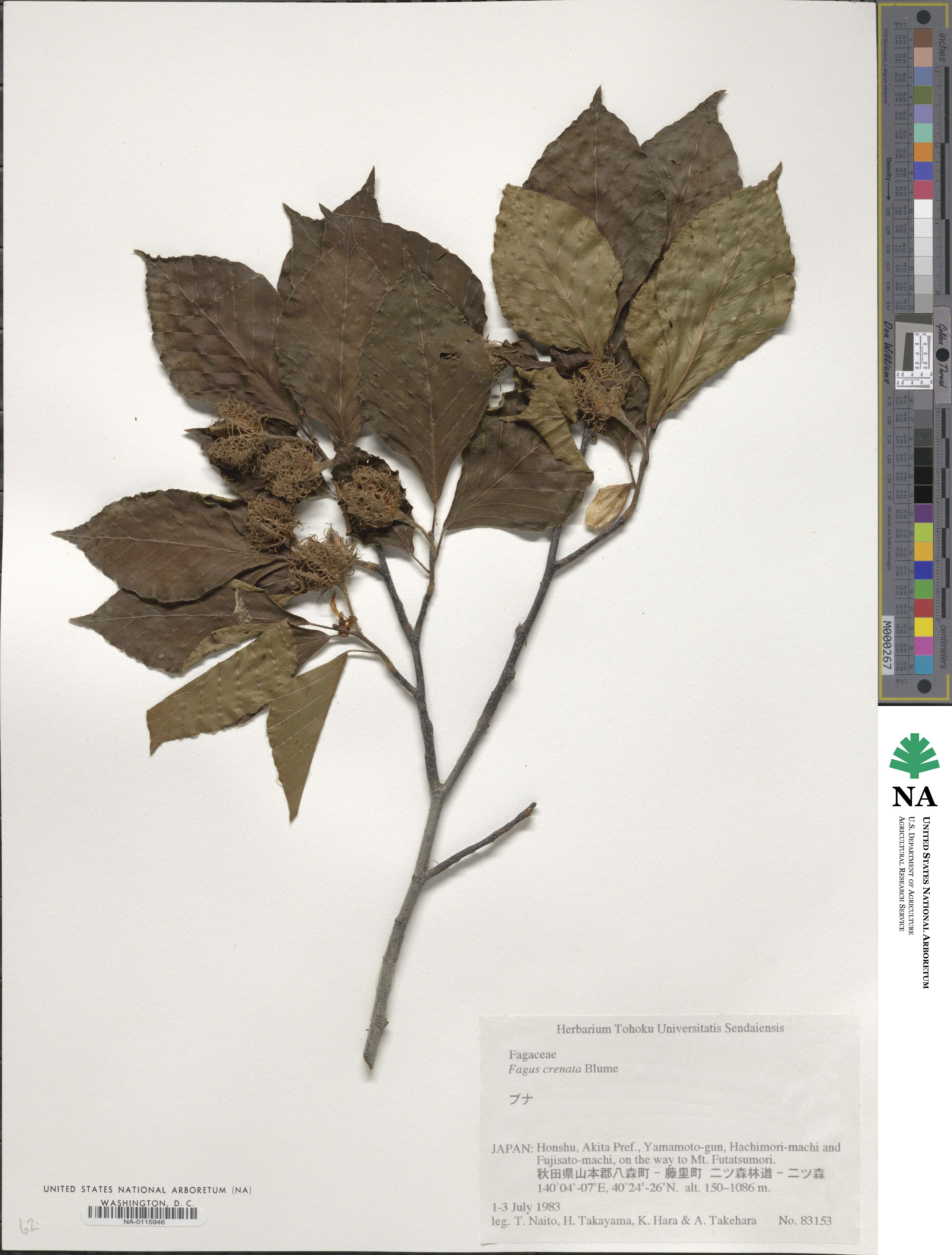 Fagus crenata image