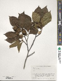 Fagus crenata image