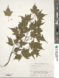 Acer micranthum image