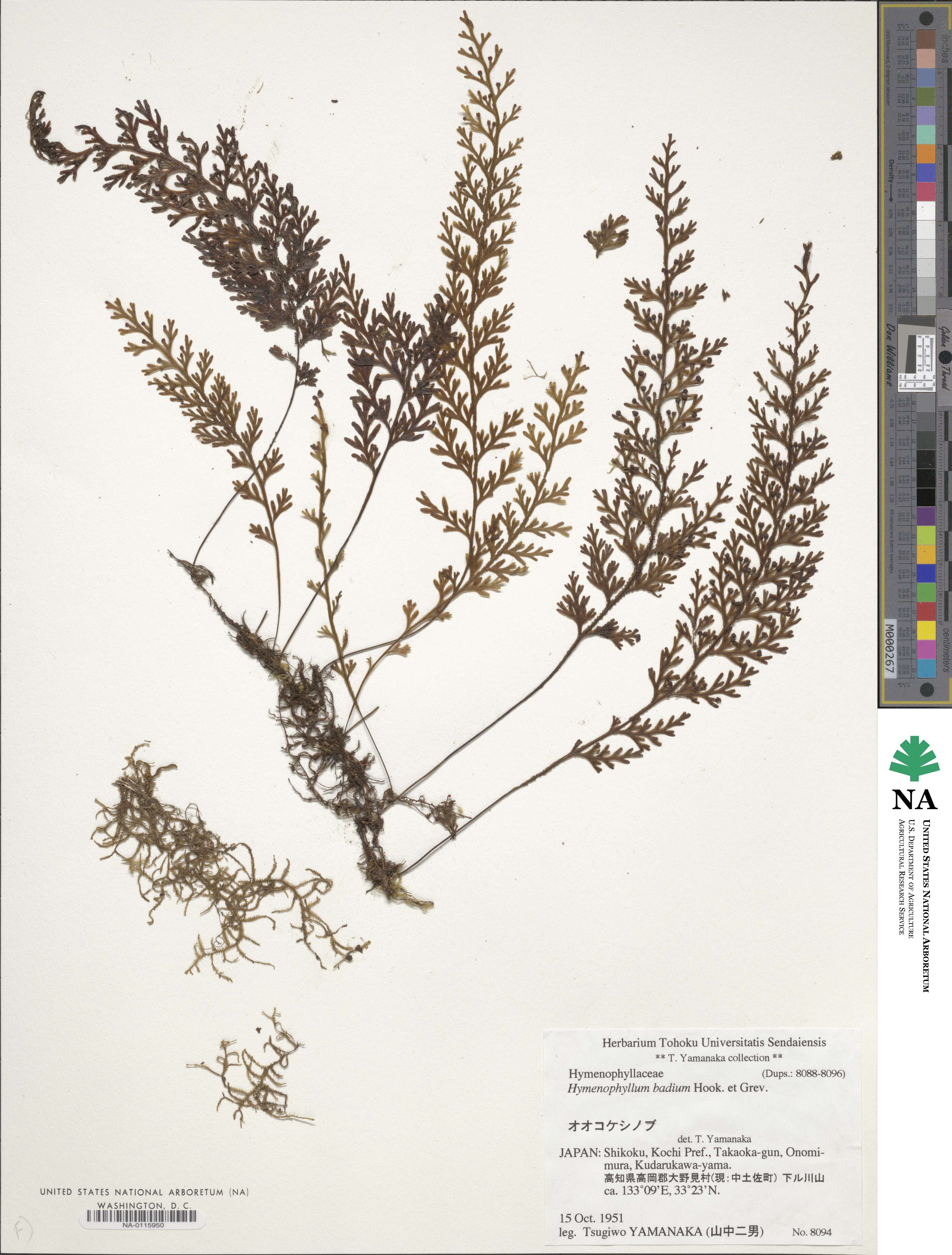 Hymenophyllum badium image