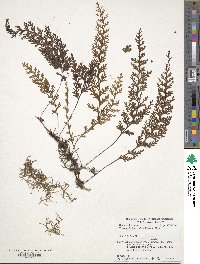 Hymenophyllum badium image