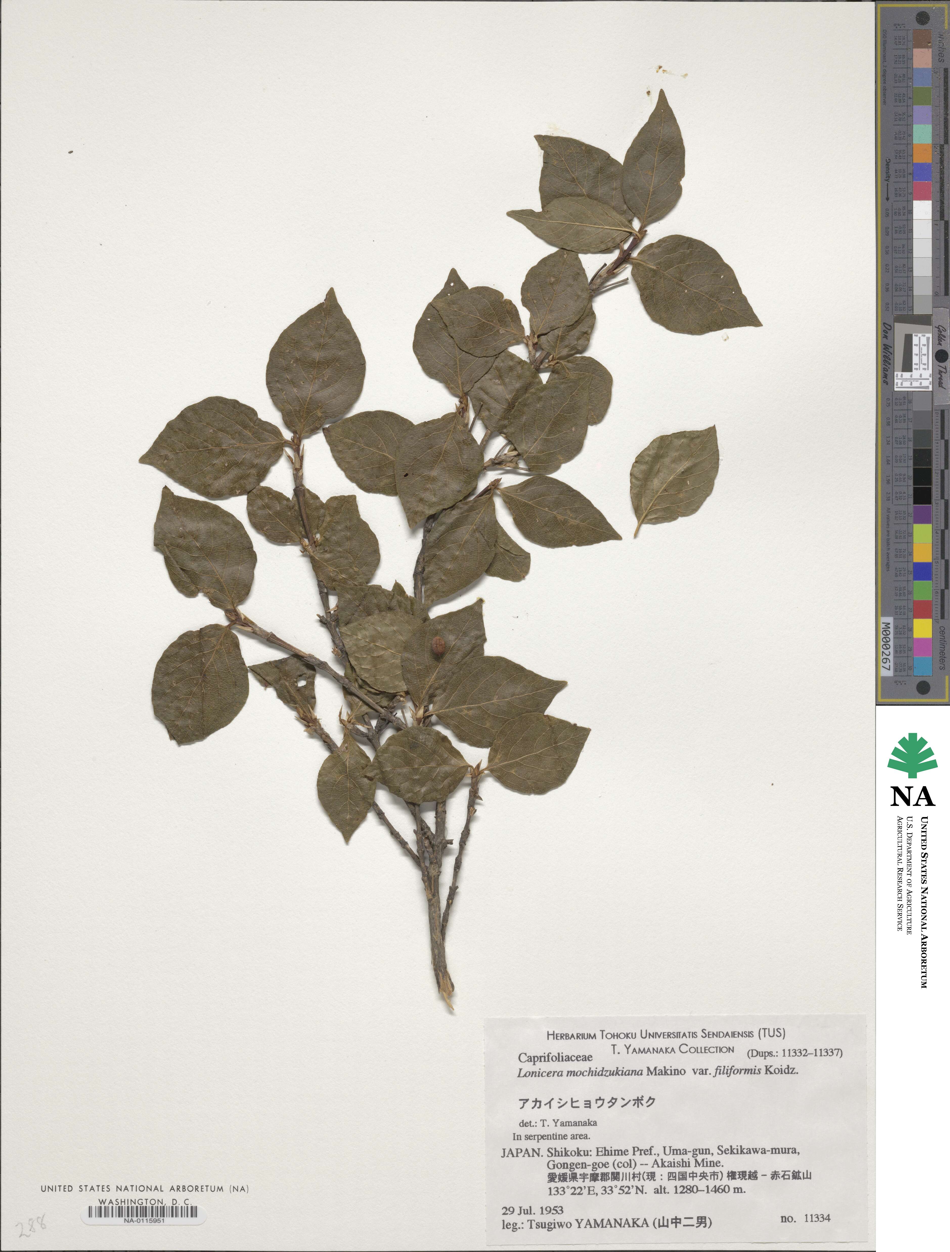 Lonicera mochidzukiana image