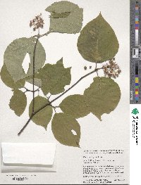 Cornus rugosa image