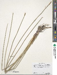 Eleocharis quadrangulata image