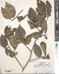 Fagus grandifolia image